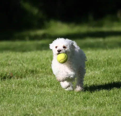 Pet Park at Belrosa